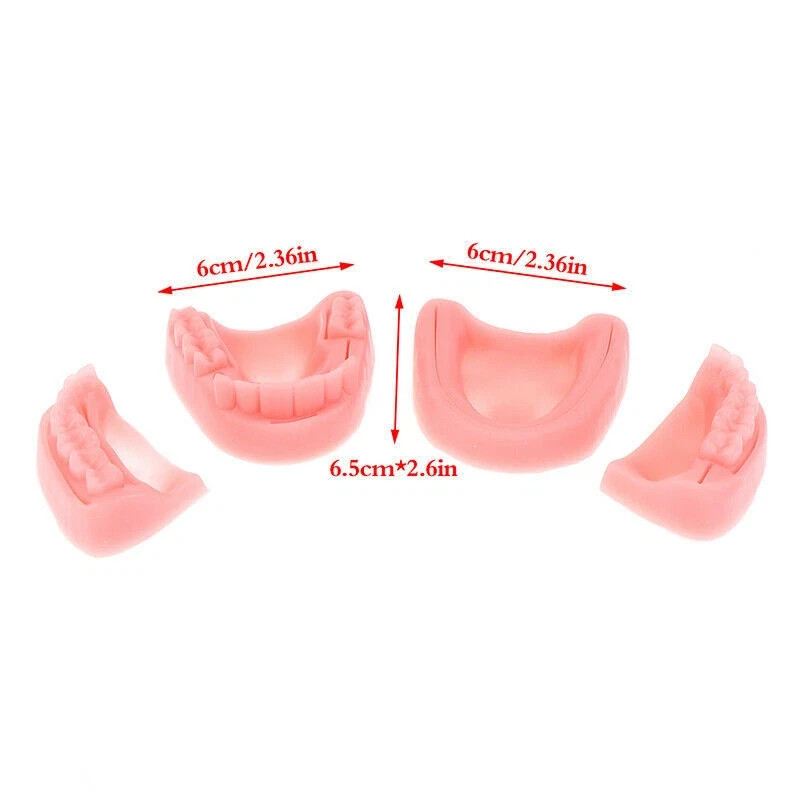 1 kit Dental Simulation Model Gum Training Dentist Practise Simulation Model